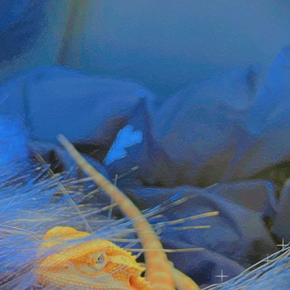 Meet your Posher, Lili